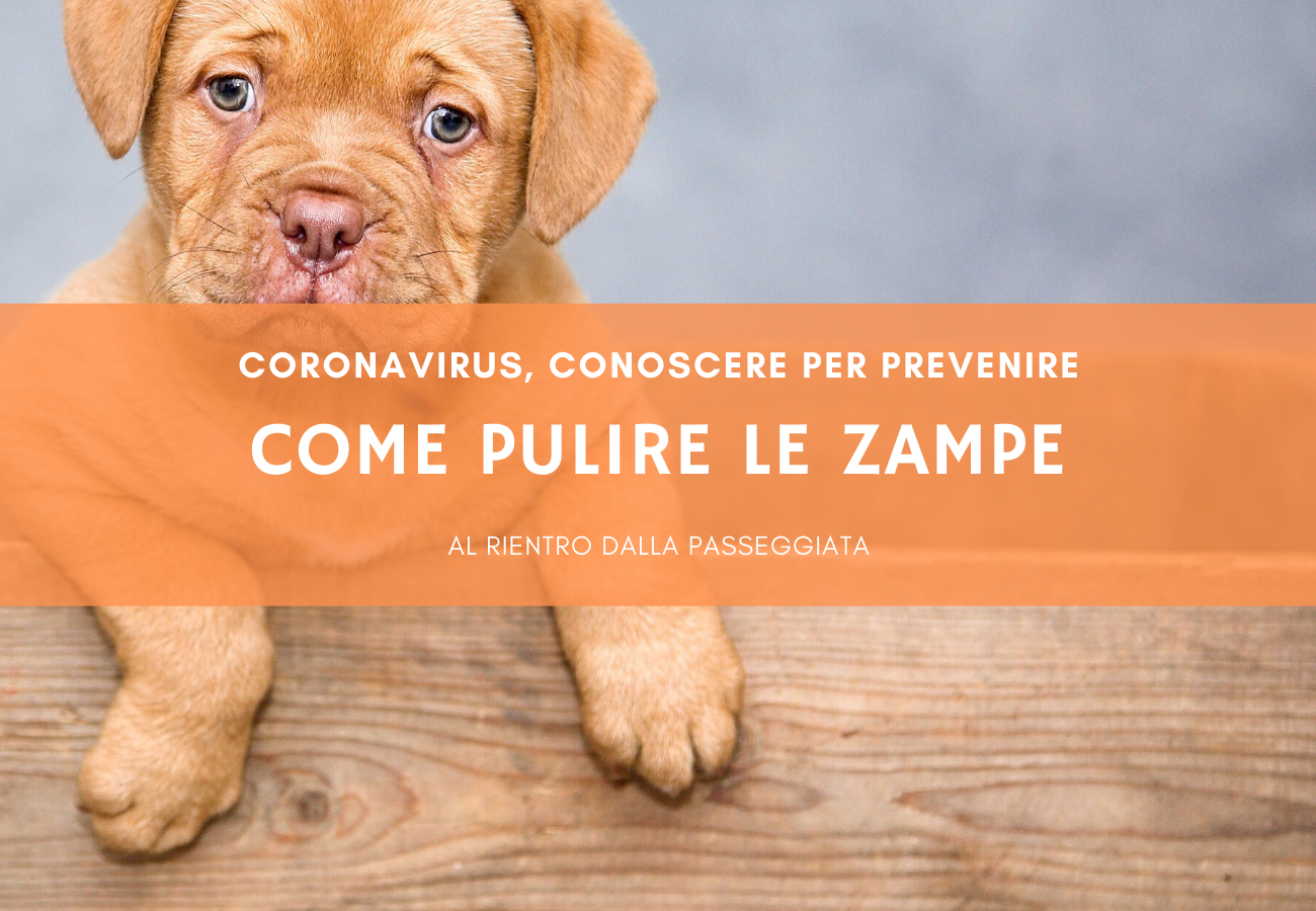 Coronavirus, come pulire le zampe del cane al rientro dalla passeggiata?